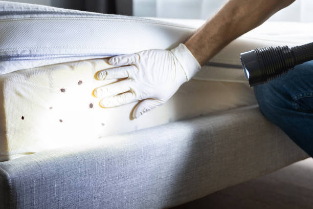 Best Wasp Removal Services  in Theresa, WI