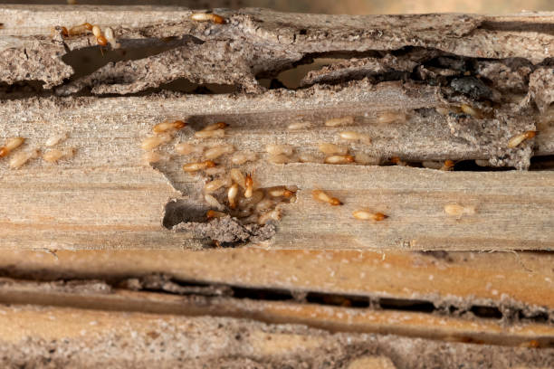Best Best Pest Control Companies  in Theresa, WI